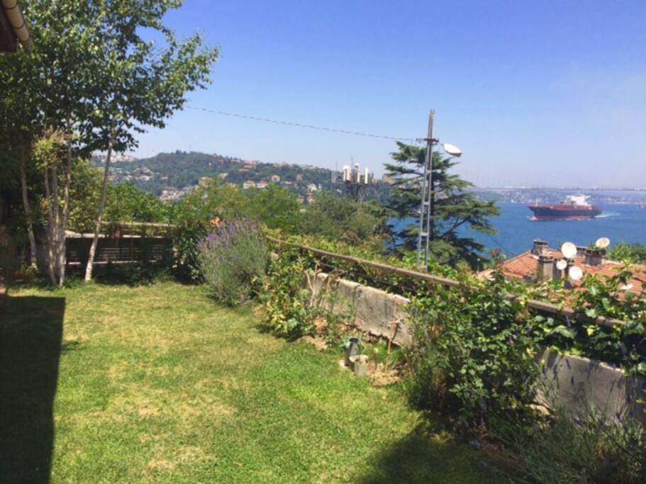 View from the garden