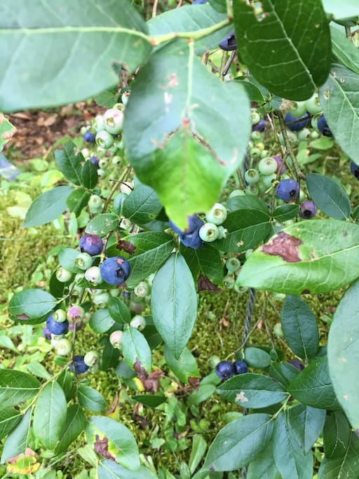 Pick blueberries right outside your door!