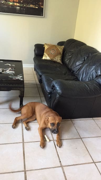 le salon et le chien (bonita)
