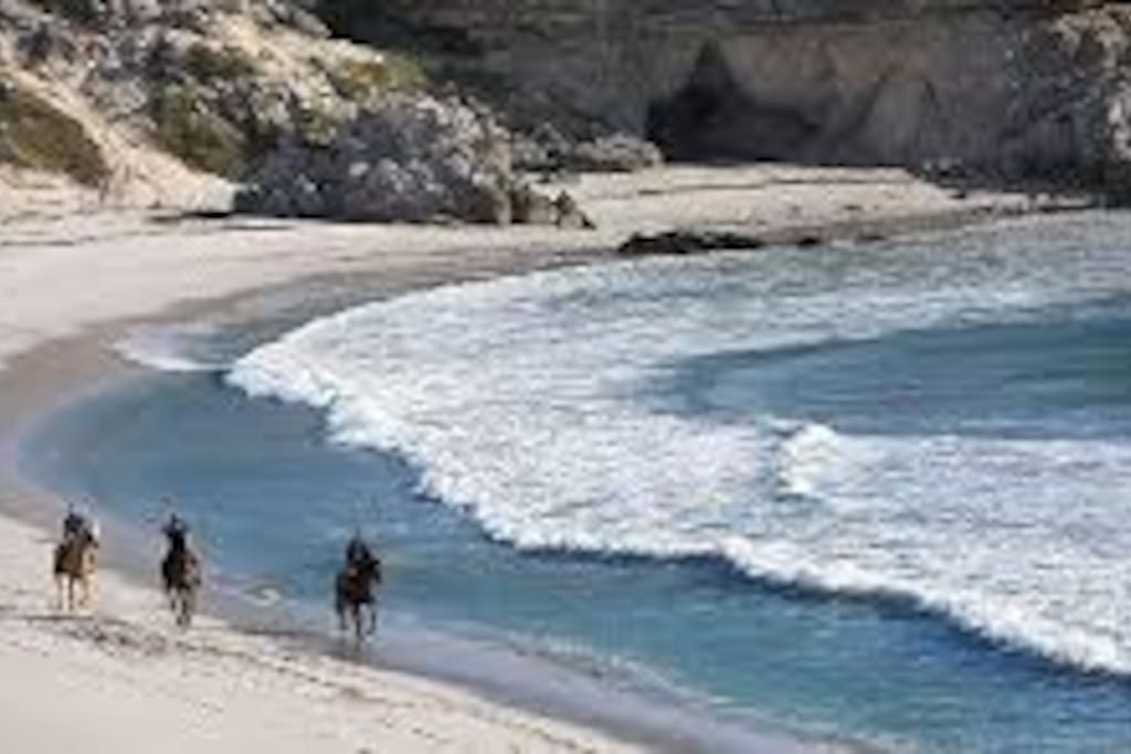 Horse Riding along Beach