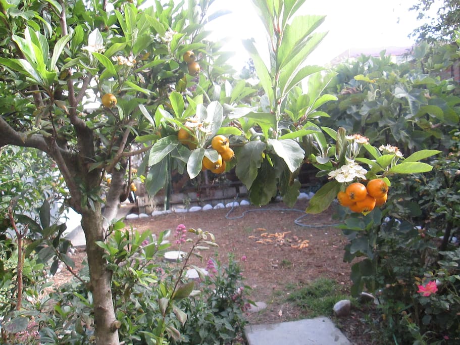 Nisperos serranos, fruto de la zona.