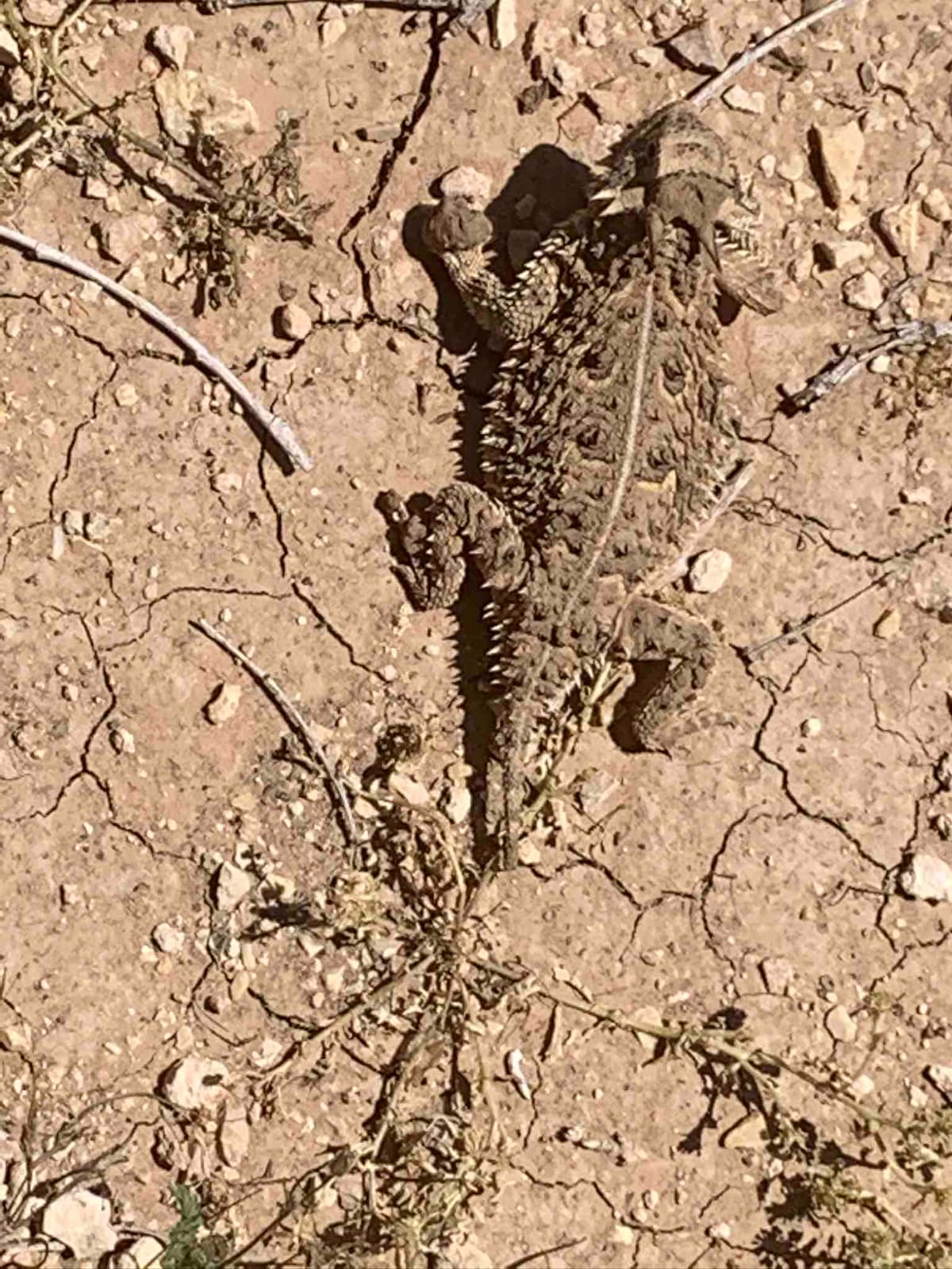 An intricate lizard rests on dry, cracked earth, camouflaged among small stones and sparse vegetation. Its textured skin blends with the surrounding terrain, showcasing a natural adaptation to the environment.