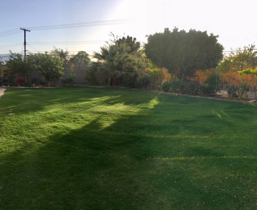 Large plush back yard.