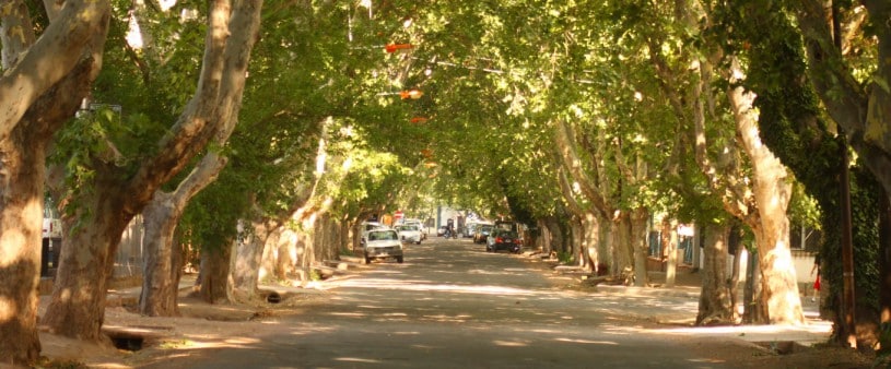 A tree-lined street enhances the neighborhood's charm, featuring a canopy of lush green leaves. Vehicle parking is visible along the sides, with a gentle pathway leading further down the road. The sunlight filters through the branches, illuminating the pleasant atmosphere of the area.