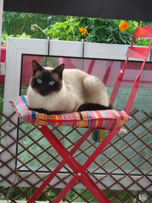Taho, le chat de la maison