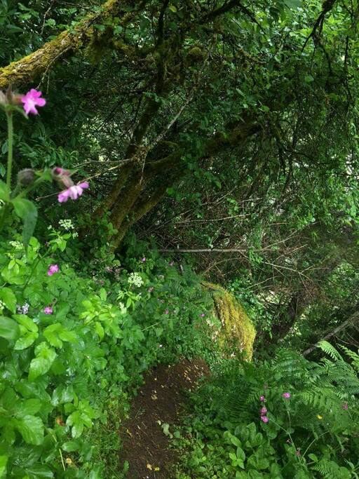 There is a bike trail directly from our back gate that leads down to the CCFS trails.