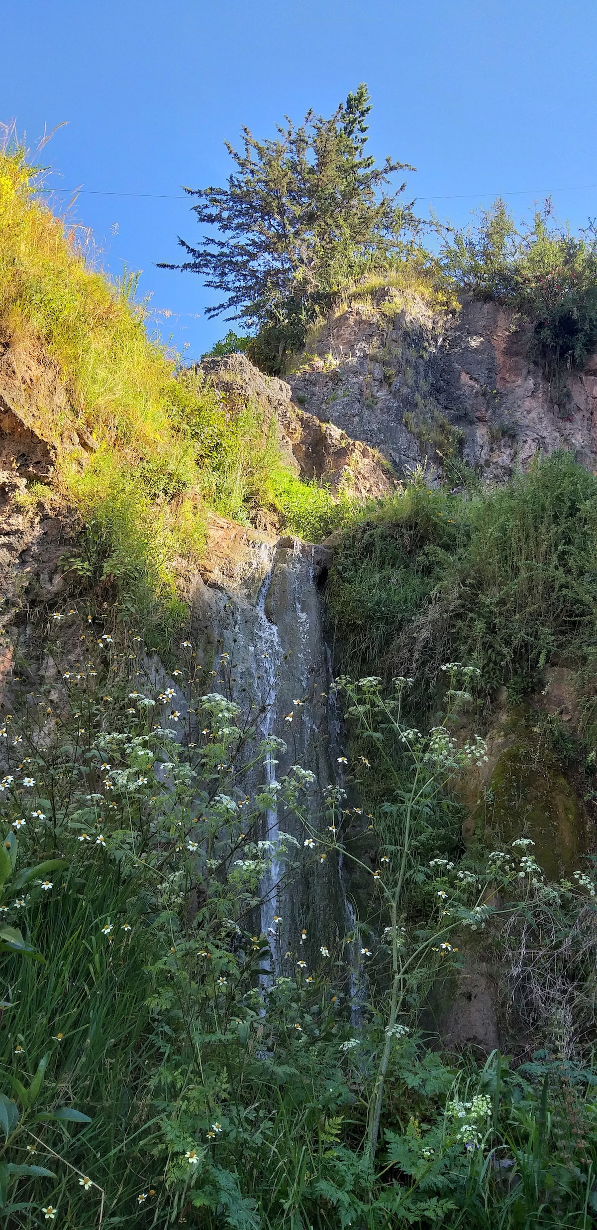A gentle waterfall cascades down rocky terrain, surrounded by lush greenery. Wildflowers flourish at the base of the falls, while tall grasses rise alongside the water. A clear blue sky is visible above, with a tree perched atop the rocky cliff, contributing to the serene landscape.