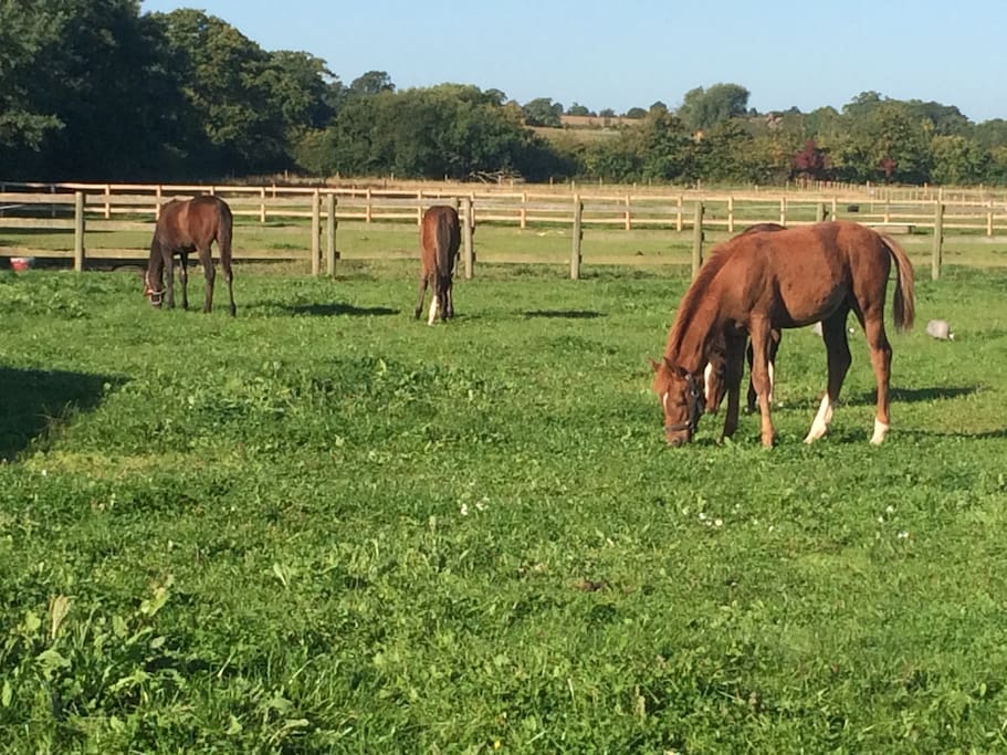Horses all around!