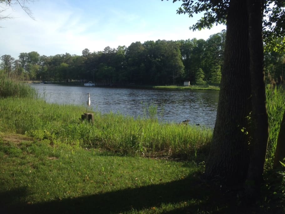 Back yard