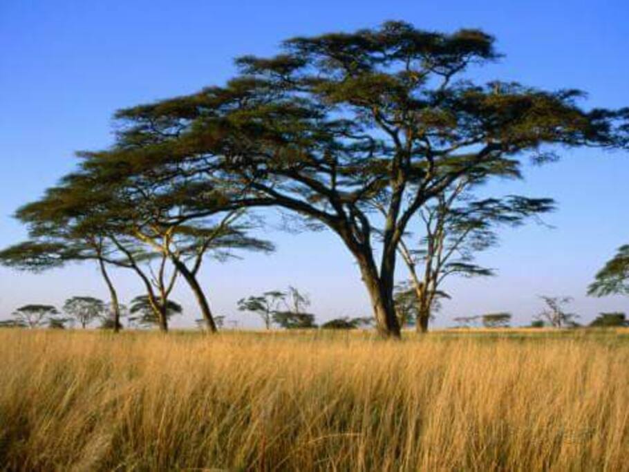 Tarangire National Prak