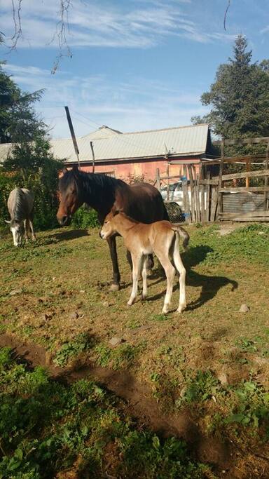 Yegua y potrillo con 4 días de nacido, animales del dueño de la propiedad que habitan allí.