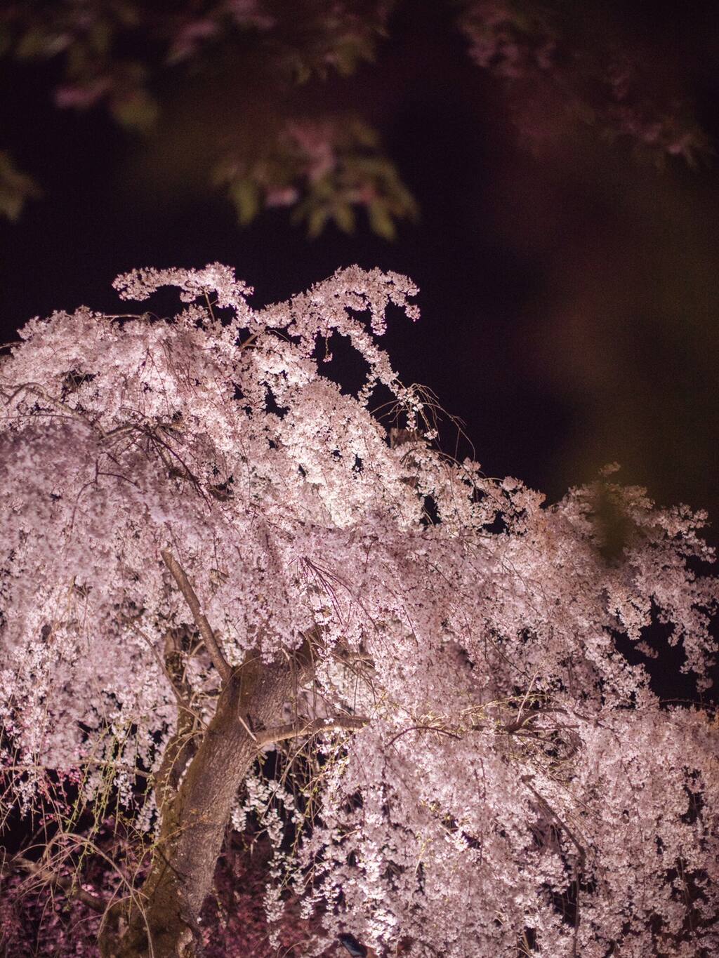 月光下的梦幻夜樱 京都旅游攻略 尽在airbnb爱彼迎