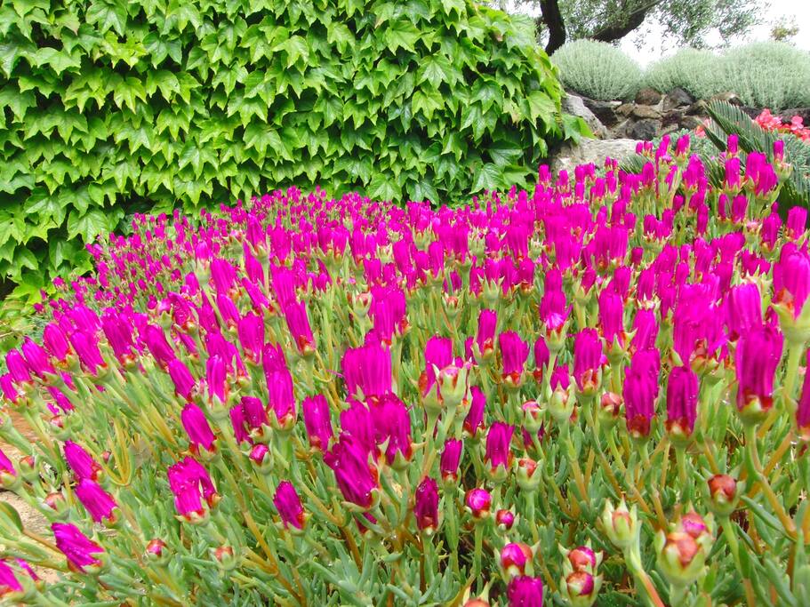 Particolare giardino