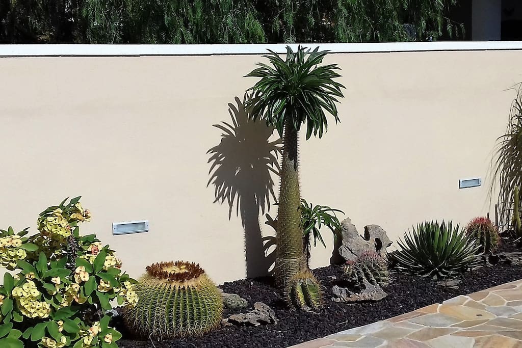 rock garden con varie specie di piante grasse