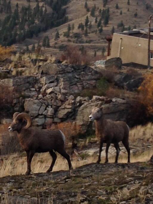 Locals