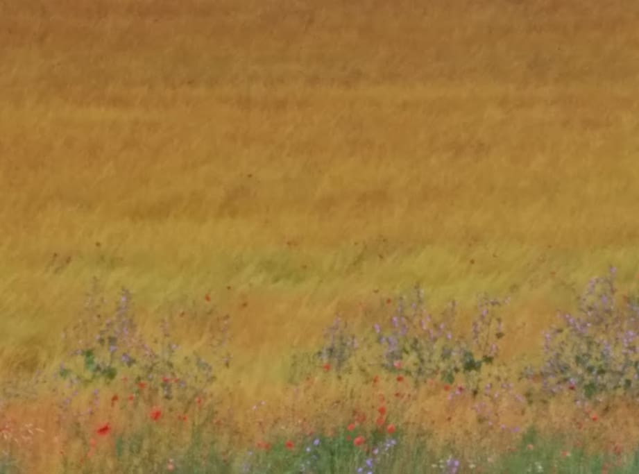 El campo se llena de colores
