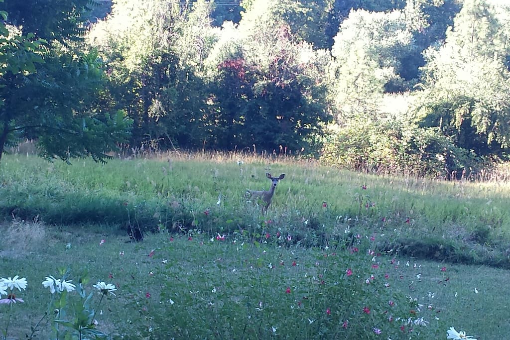 Deer coming to visit