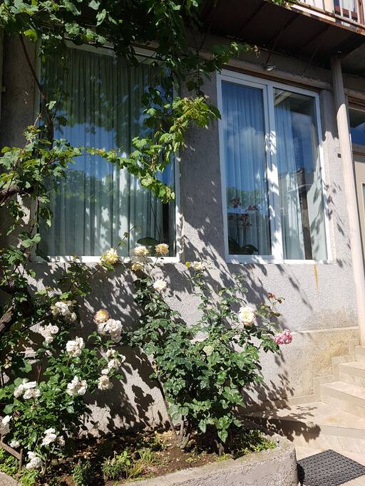 front windows apt 1