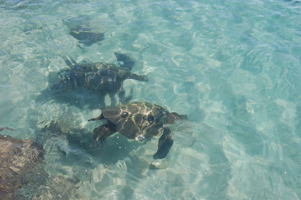 Sea turtles galore