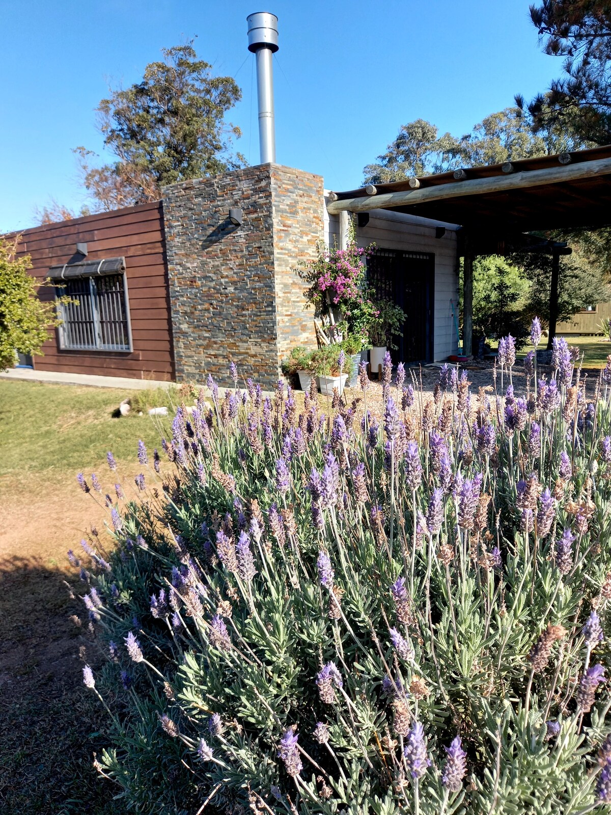 A lavender patch prominently features clusters of purple flowers in front of a stone and wood house. The exterior displays a chimney, with greenery surrounding the entryway and a shaded porch area visible to the side.