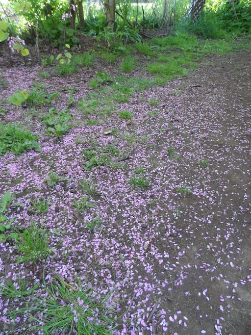 Caminito tapizado de flores