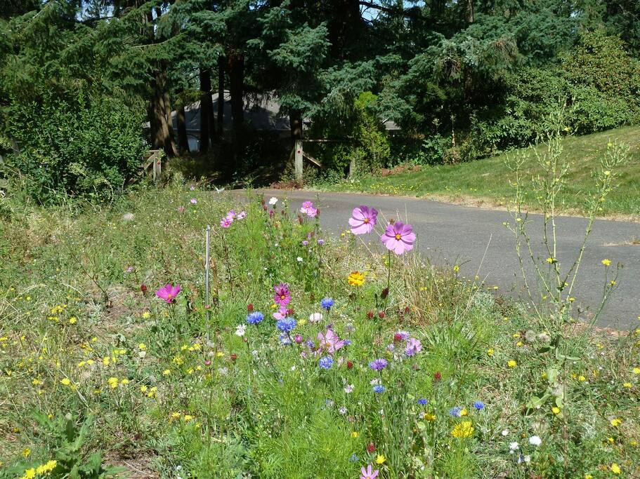 Welcoming wild flowers.
