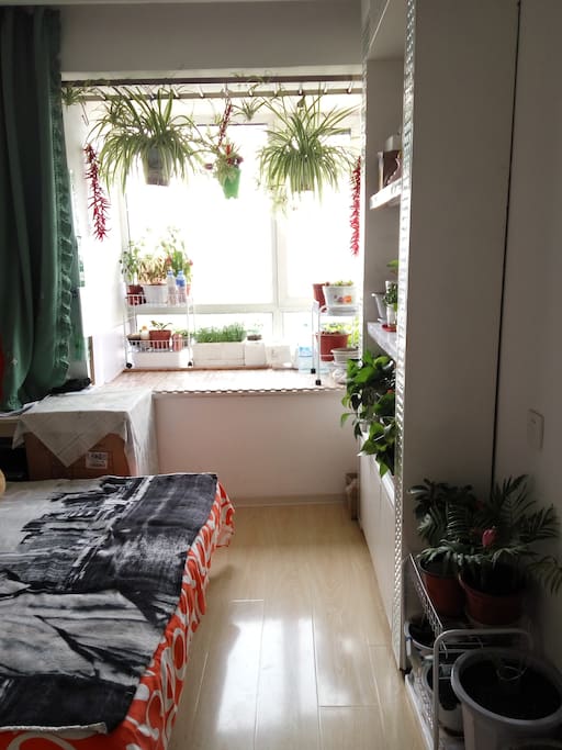 绿植与大飘窗