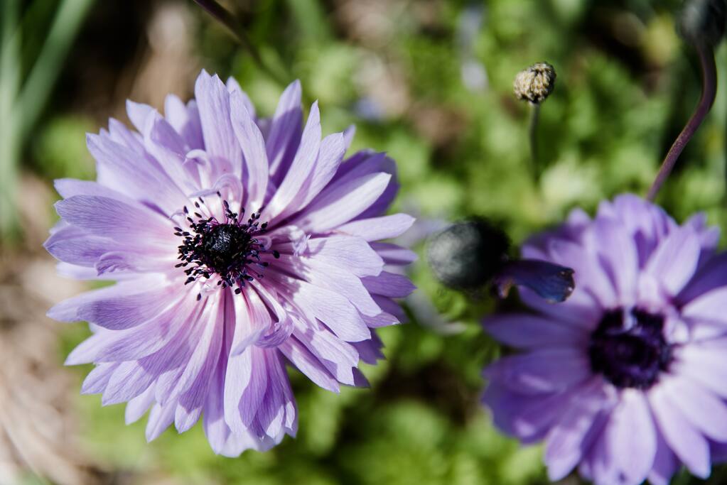Garden is lovely - always something blooming in the garden at all times of year. Love the flowers and scent.