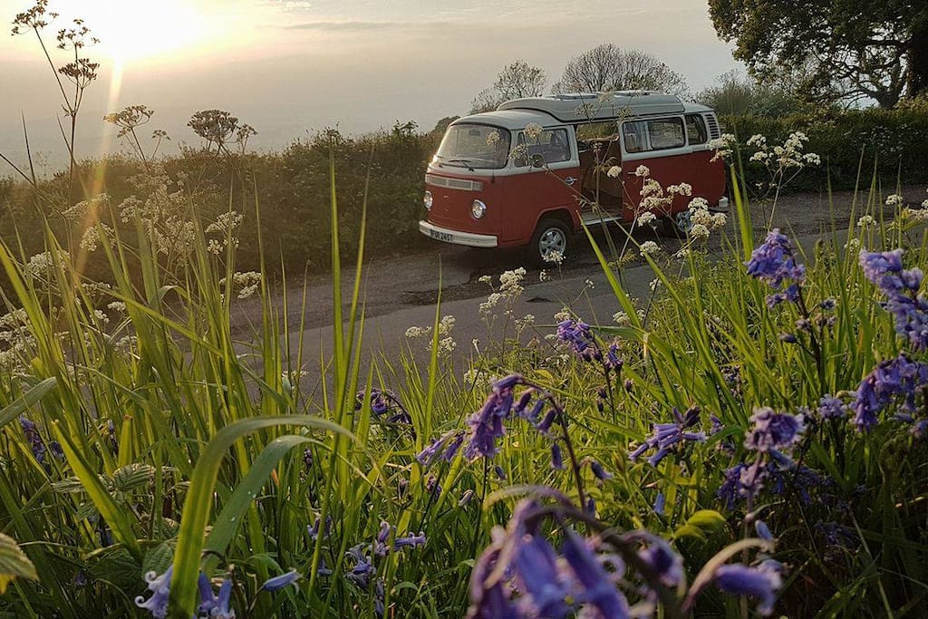 Fergus enjoying the sunset