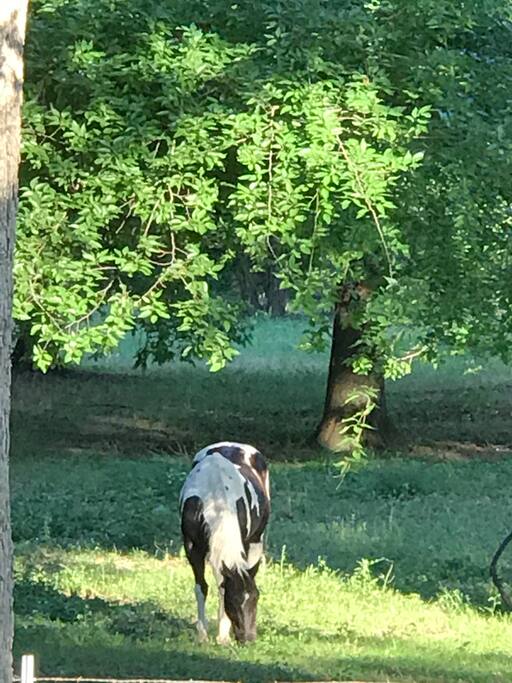 Back yard