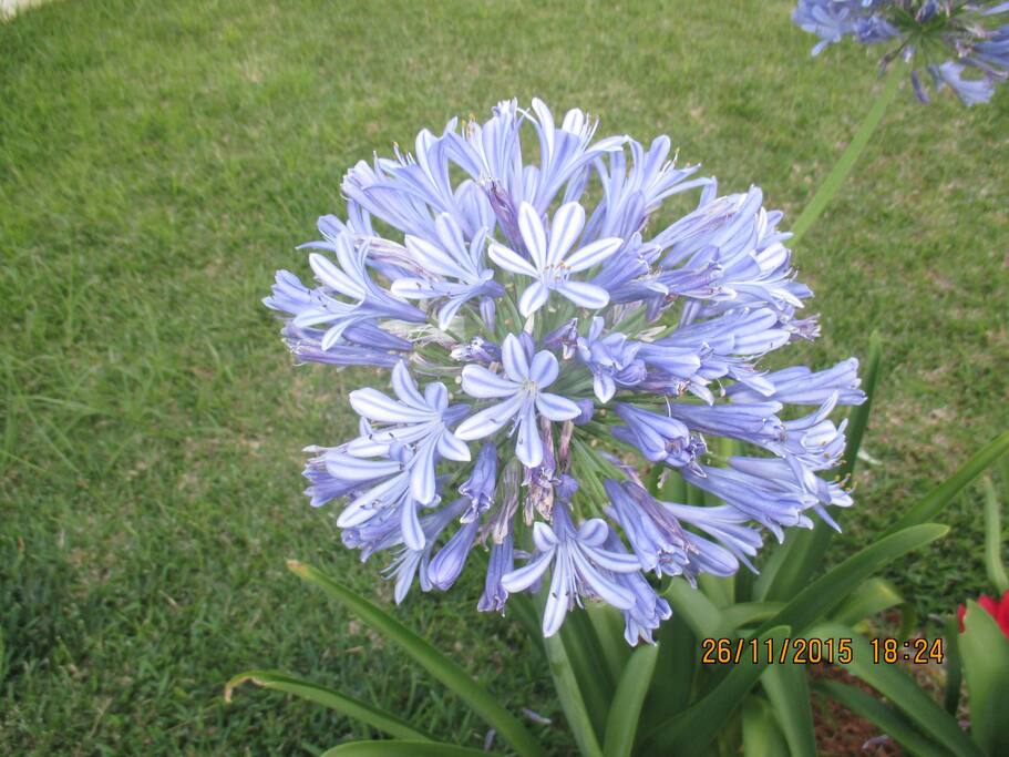 l agapanthe