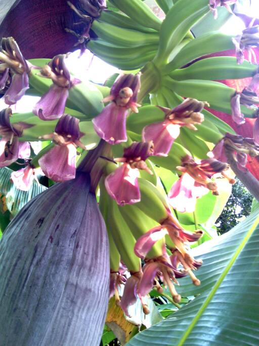 Nature abound