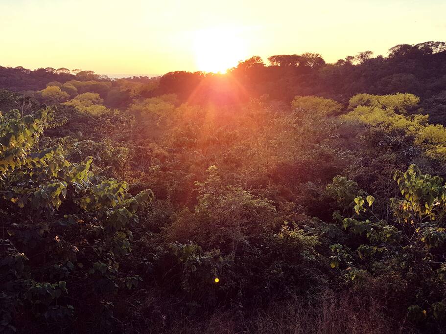 Sun Drizzle over the Forest!