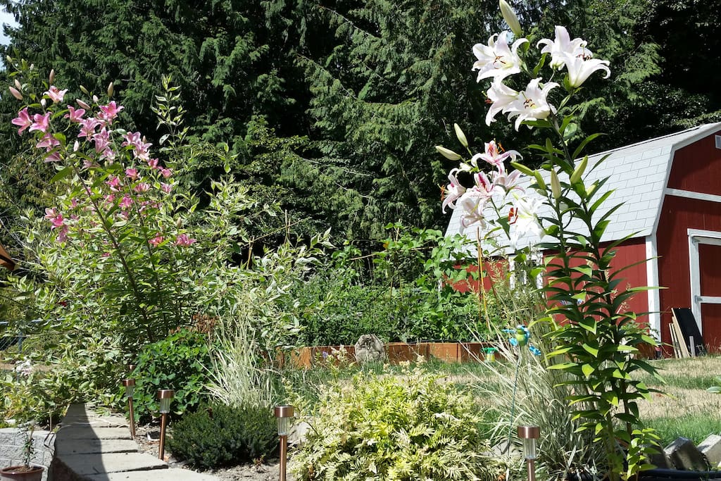 Lots of things growing in the summer.