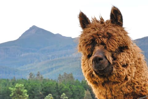 Maydena Mountain View King Cabin & Alpacas
