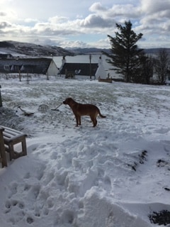 A Labrador stands in a snowy yard, surrounded by patches of white snow and partially visible green grass. Distant houses are seen against a backdrop of mountains and a cloudy sky, creating a tranquil rural scene.