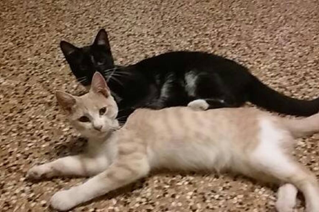 Our two kitties that will be your roommates!