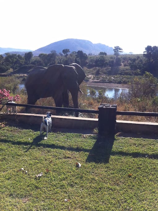 Visiting Elephant