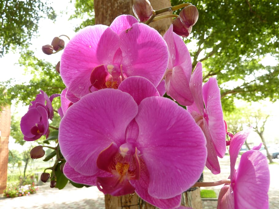 Flores