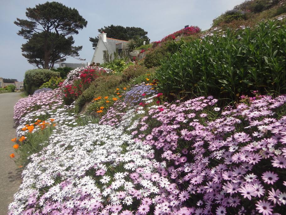 Le jardin au mois de mai ...