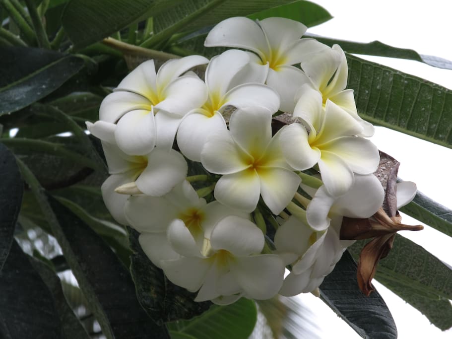 Plumeria flowers smell beautiful