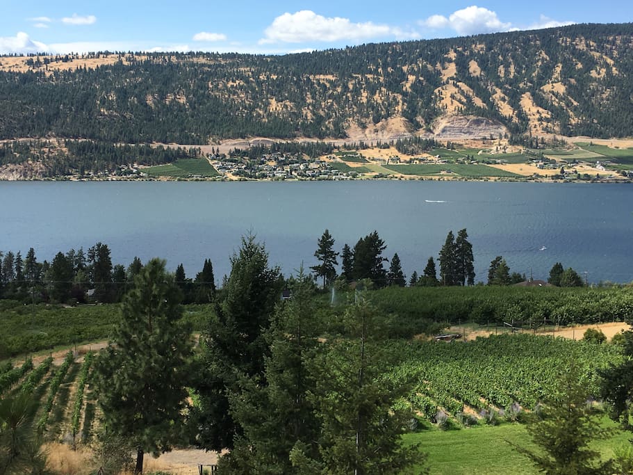 Vineyard and view!