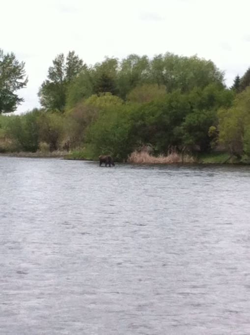 Frequent Moose and Wildlife Sightings