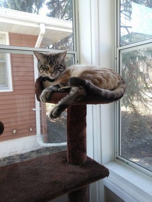 Friendly but shy cats these guys you might not see and keep to them self. He is Alister
