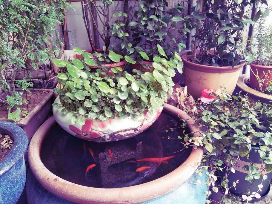 Herbs at the house entrance in the second floor