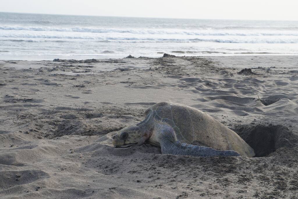 Turtles