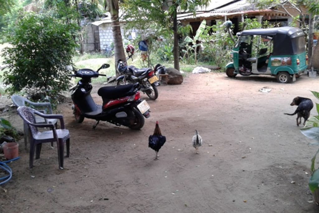 there may be hens running around