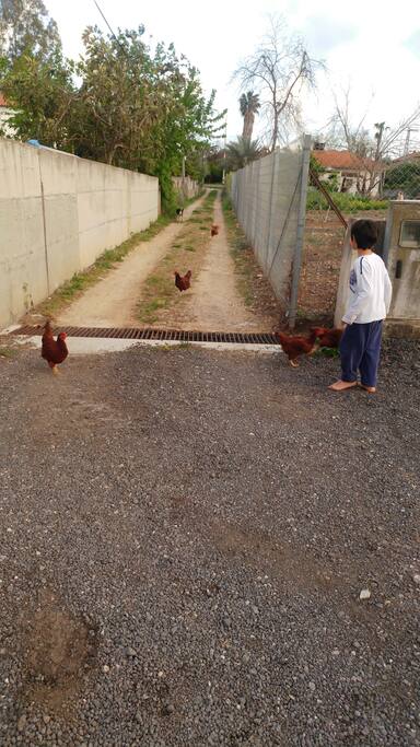 lovely chicks, good eggs!