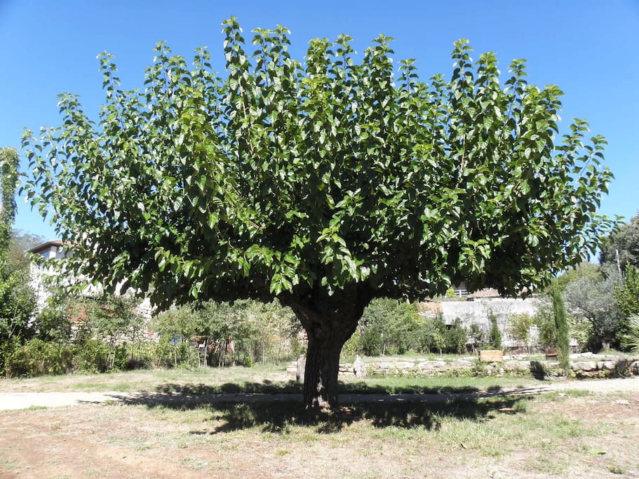 L'arbre du Magnan