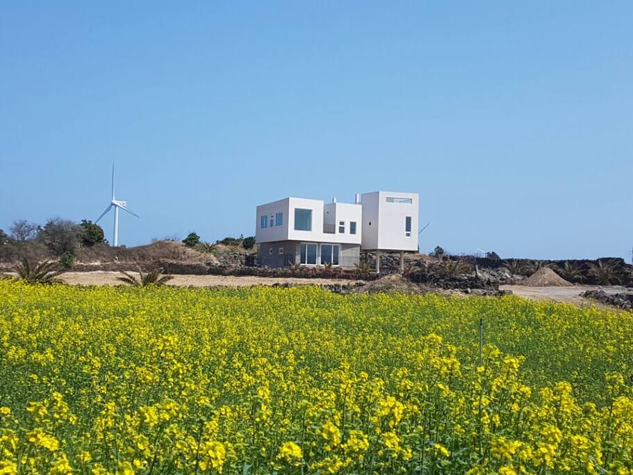 Jeju Palm House (제주팜하우스)